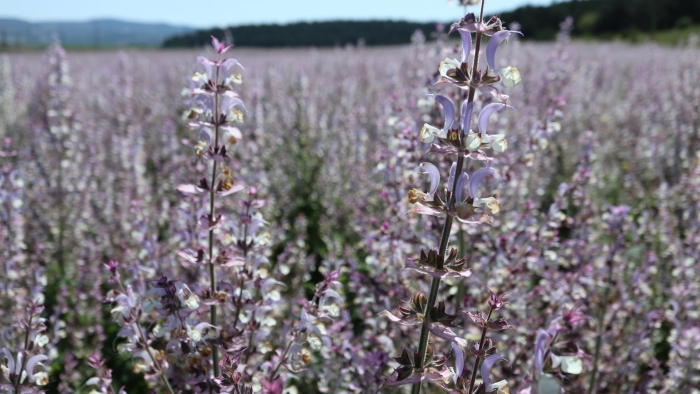 Шалфей мускатный вознесенский