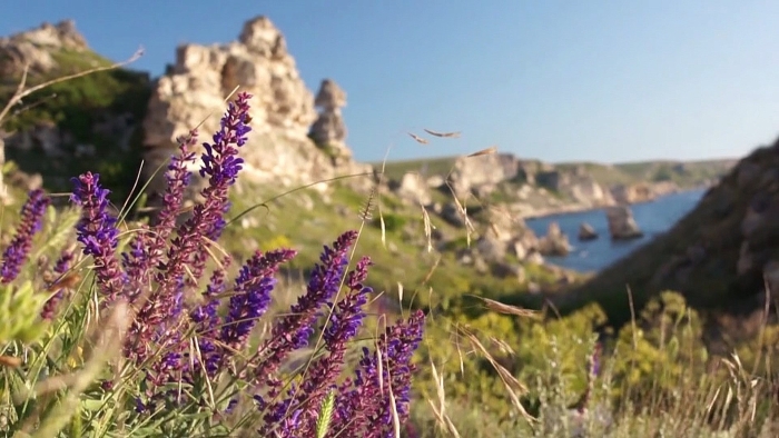 Горный шалфей крыма