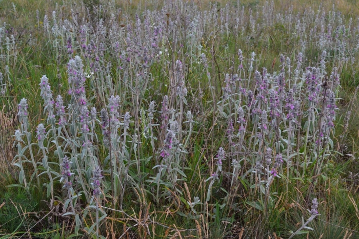 Stachys byzantina