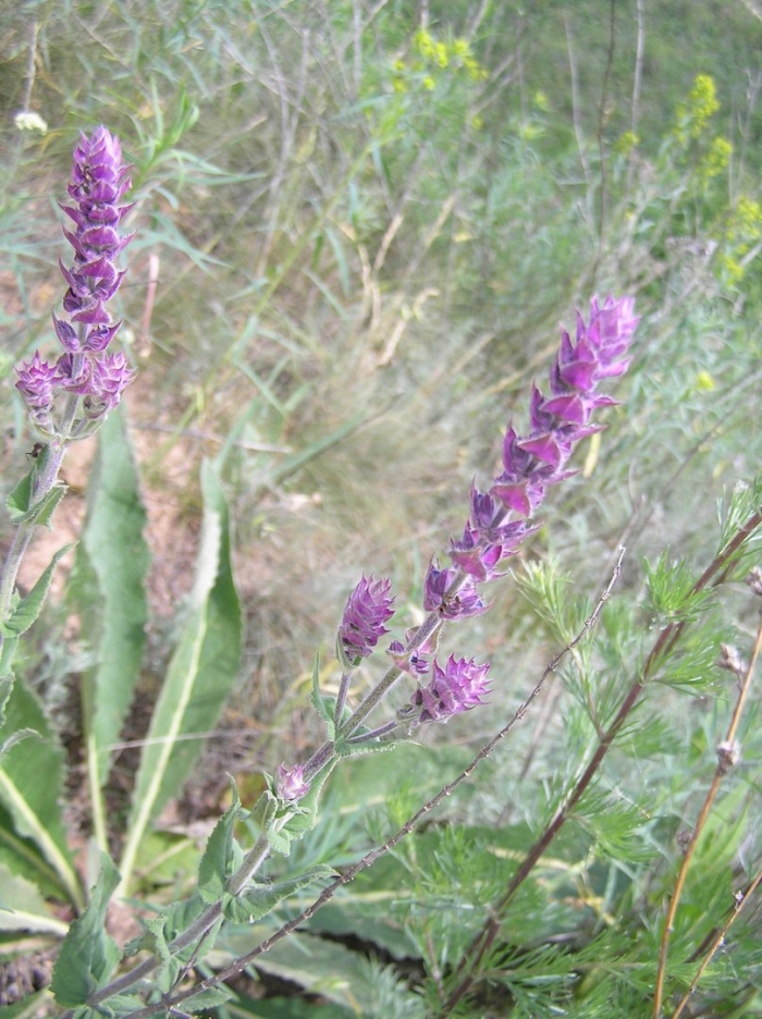 Шалфей в самарской области