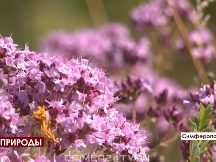 Чабрец крымский