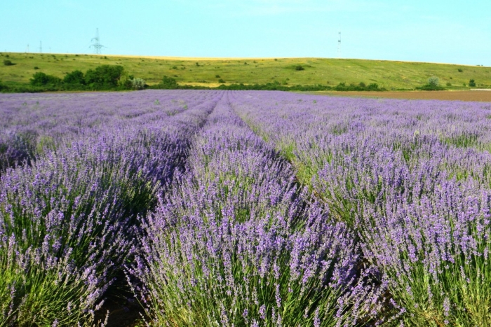 Эфиромасличные растения крыма