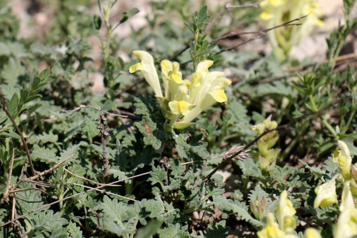 Scutellaria orientalis