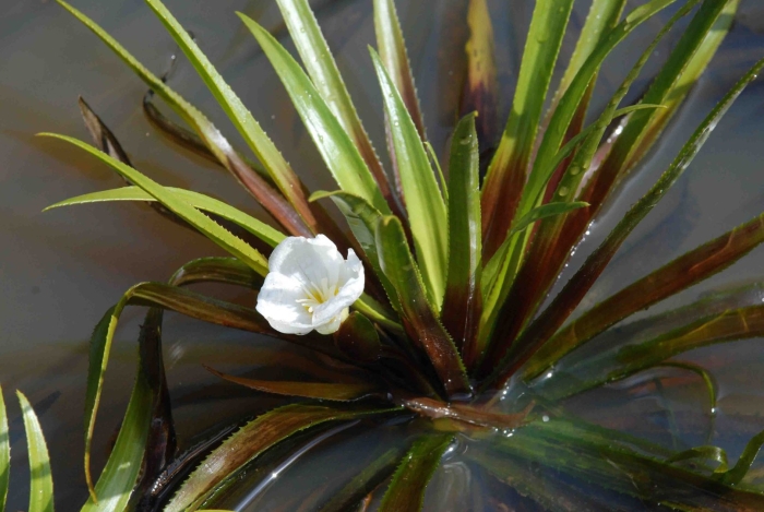 Телорез растение