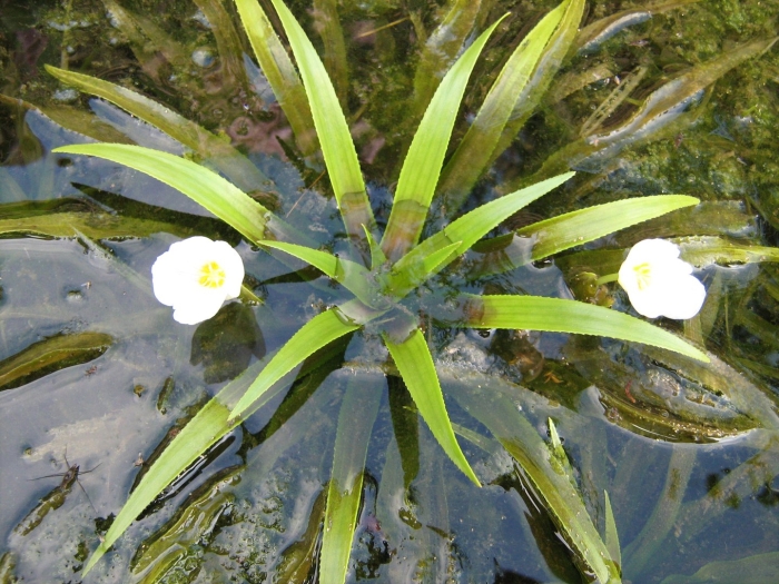 Телорез обыкновенный