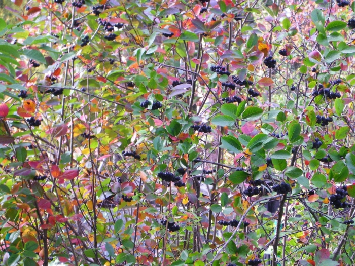 Арония черноплодная куст