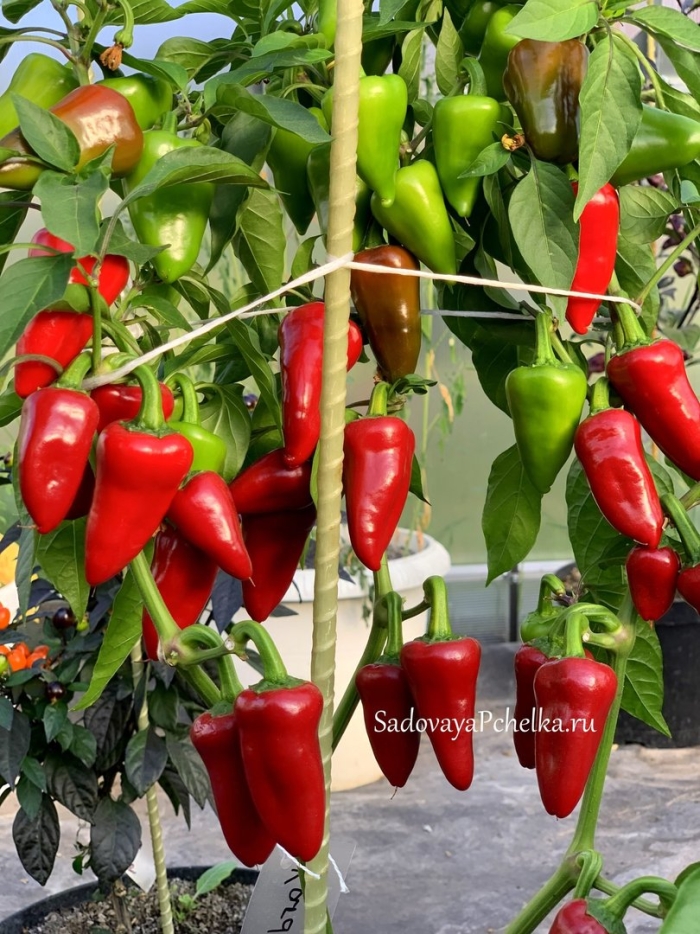 Комнатный острый перец