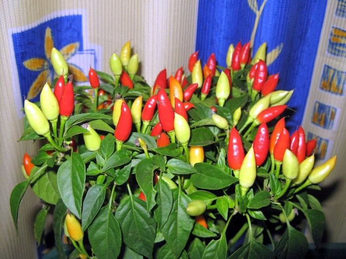 Перец кустарниковый алладин