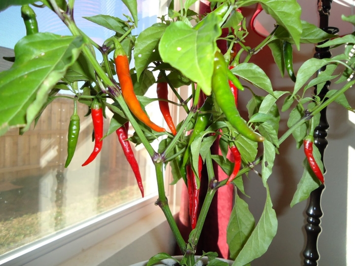 Перец острый огонек