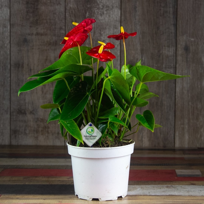 Антуриум андрианум красный