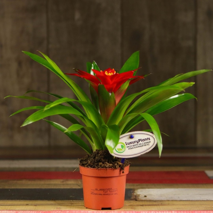 Гузмания минор рондо