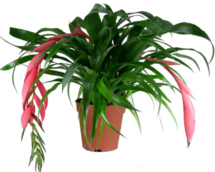 Бильбергия пониклая