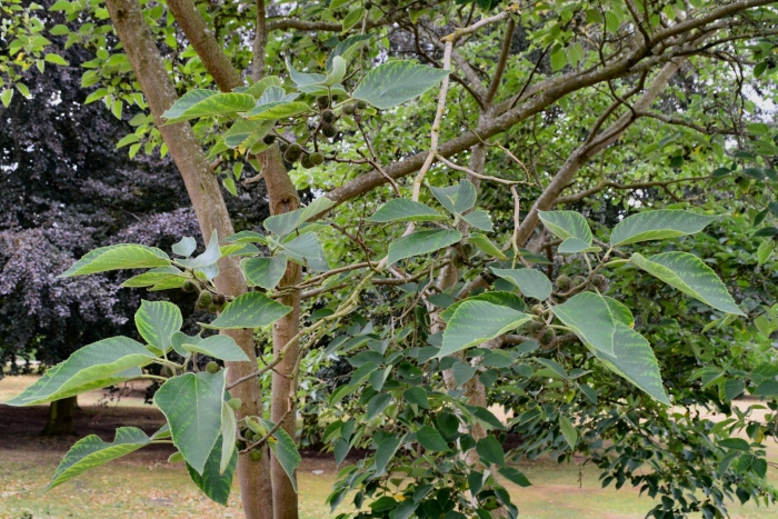 Mulberry tree