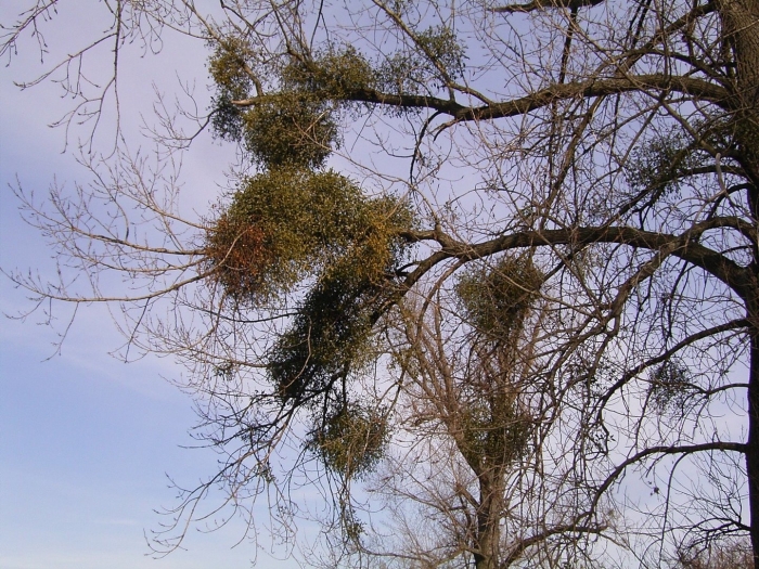 Омела растение паразит