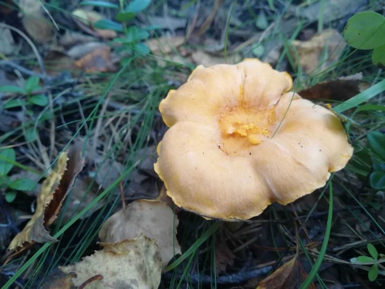 Груздь жёлтый Lactarius scrobiculatus