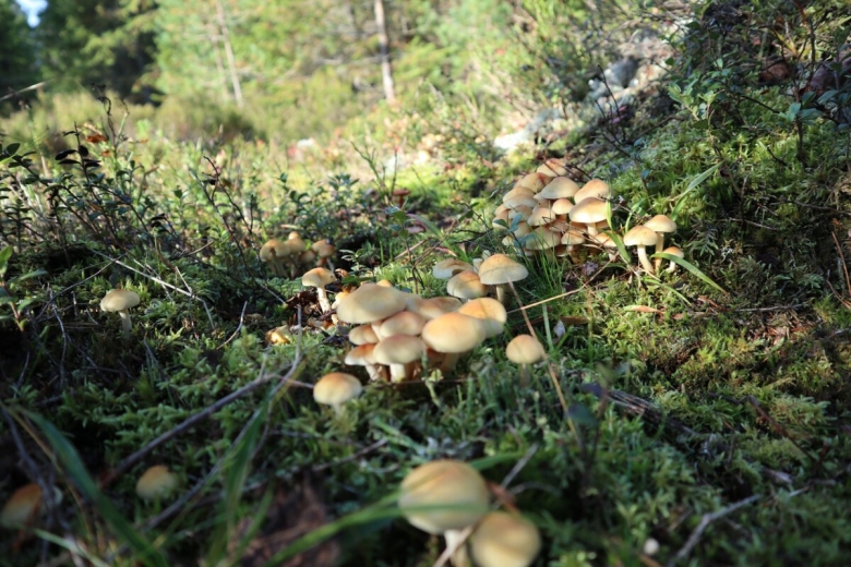 Опенок Луговой негниючник