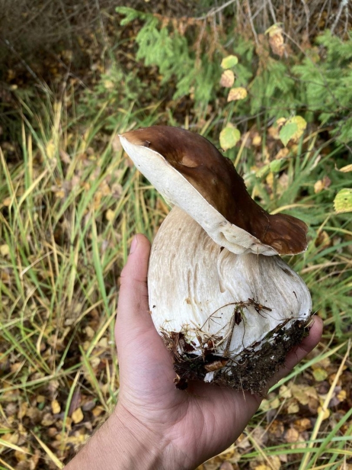 Грибы белый гриб