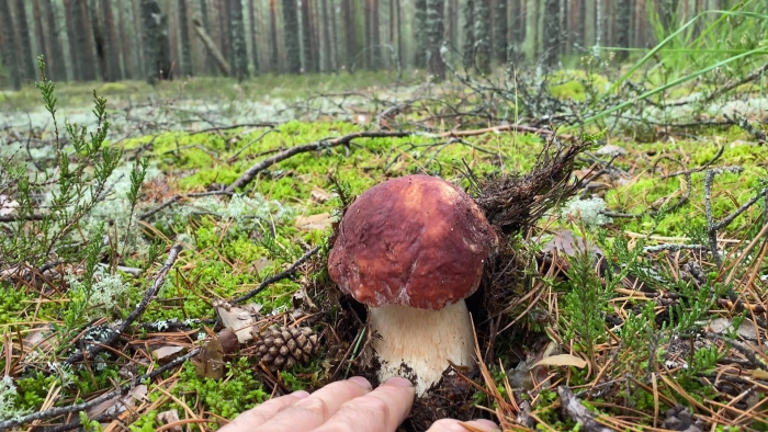 Боровик белый гриб