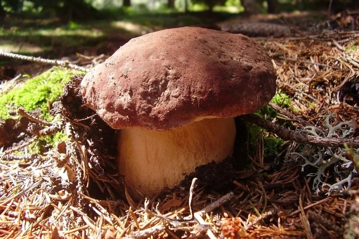 Гриб боровик