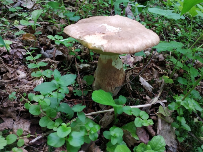 Боровик белый гриб