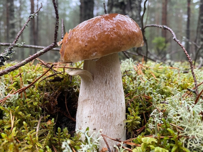 Боровой белый гриб