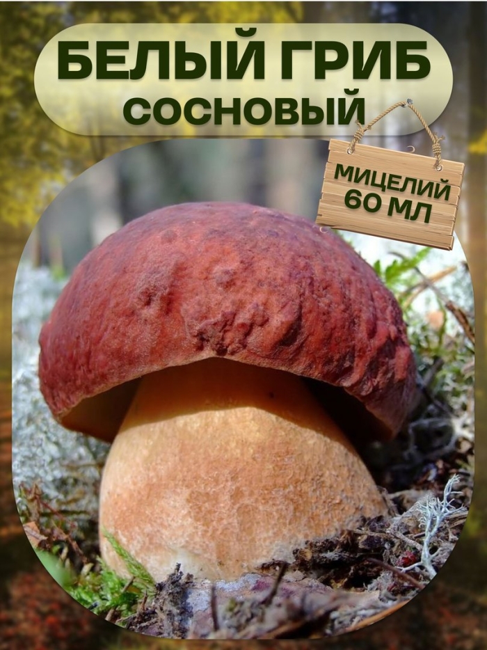 Мицелий грибов белый гриб сосновый