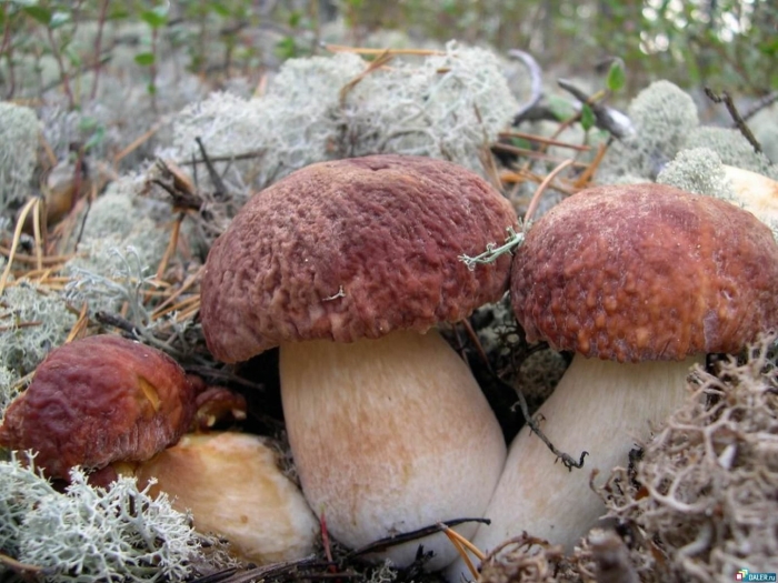 Грибы хмао