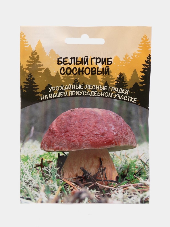 Мицелий грибов белый гриб сосновый