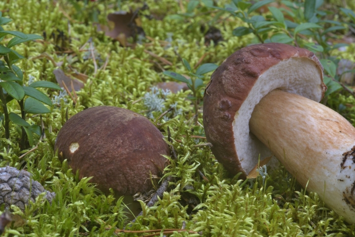 Грибы белый гриб