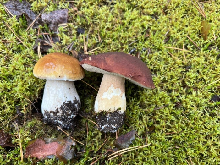 Подосиновик шляпка