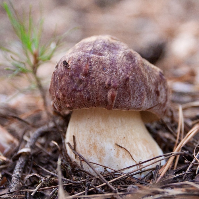 Гриб боровик сосновый