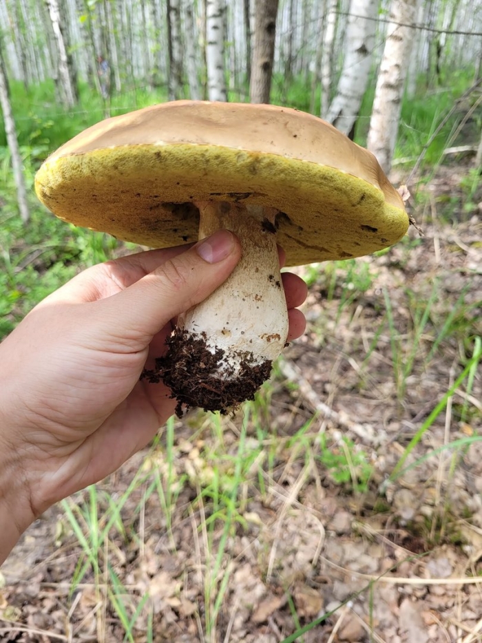 Благородные грибы