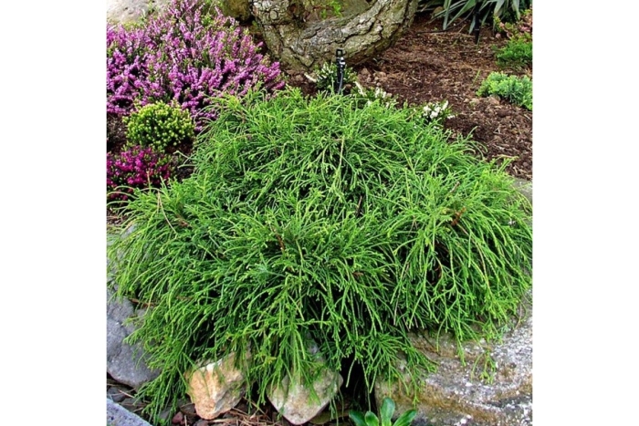 Кипарисовик филифера нана