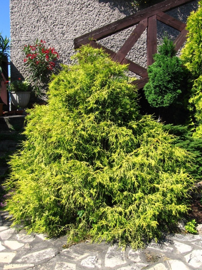 Кипарисовик горохоплодный филифера