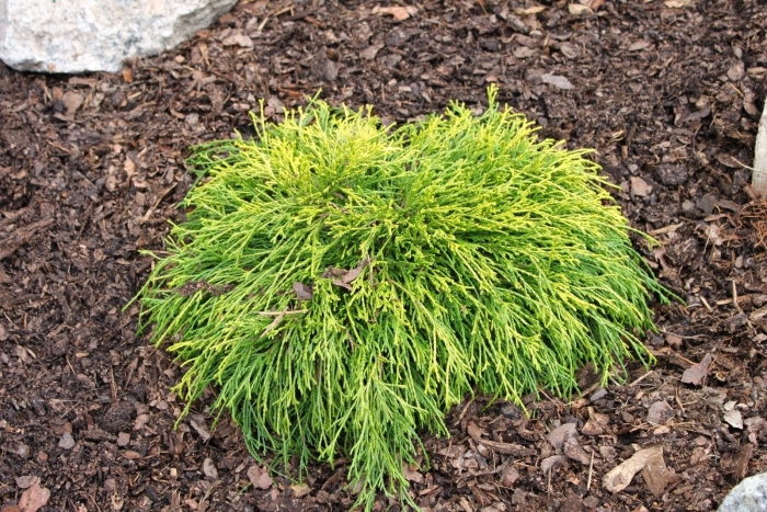 Кипарисовик горохоплодный филифера нана