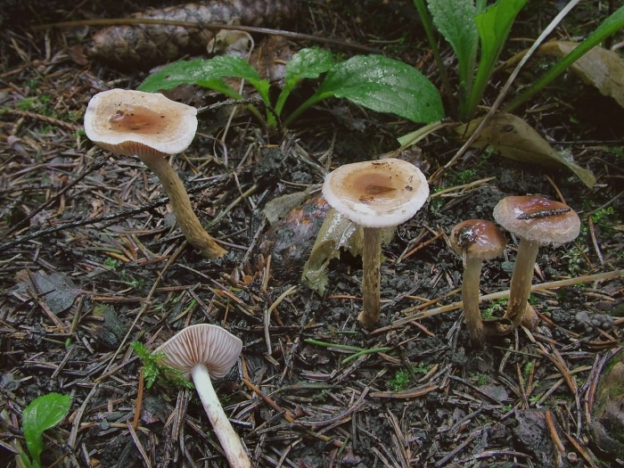 Млечник гриб