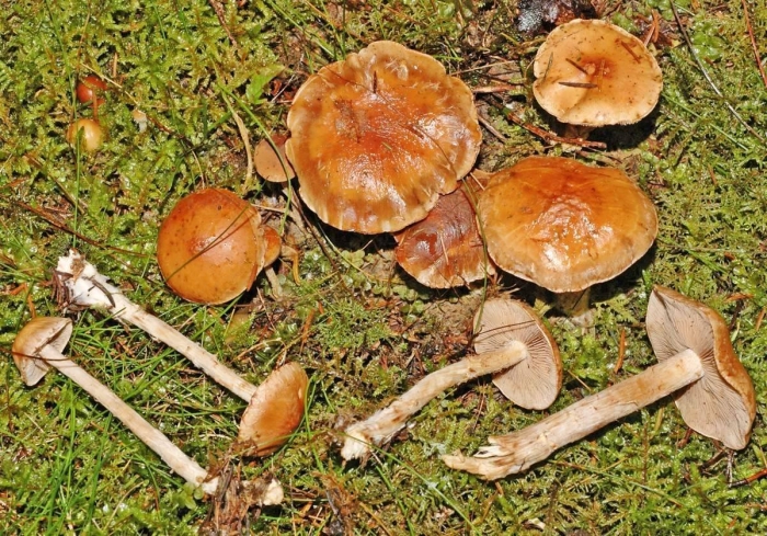 Паутинник желтый (cortinarius triumphans)