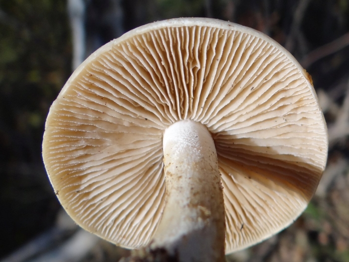 Гебелома горчичная