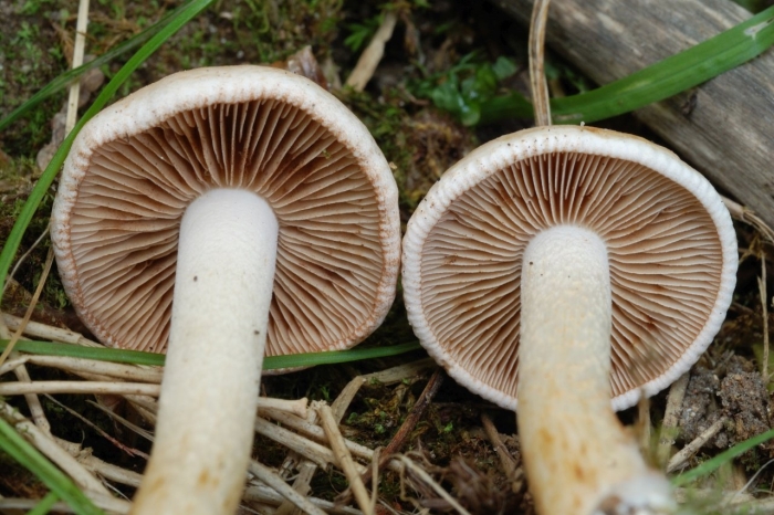 Колпак кольчатый cortinarius caperatus