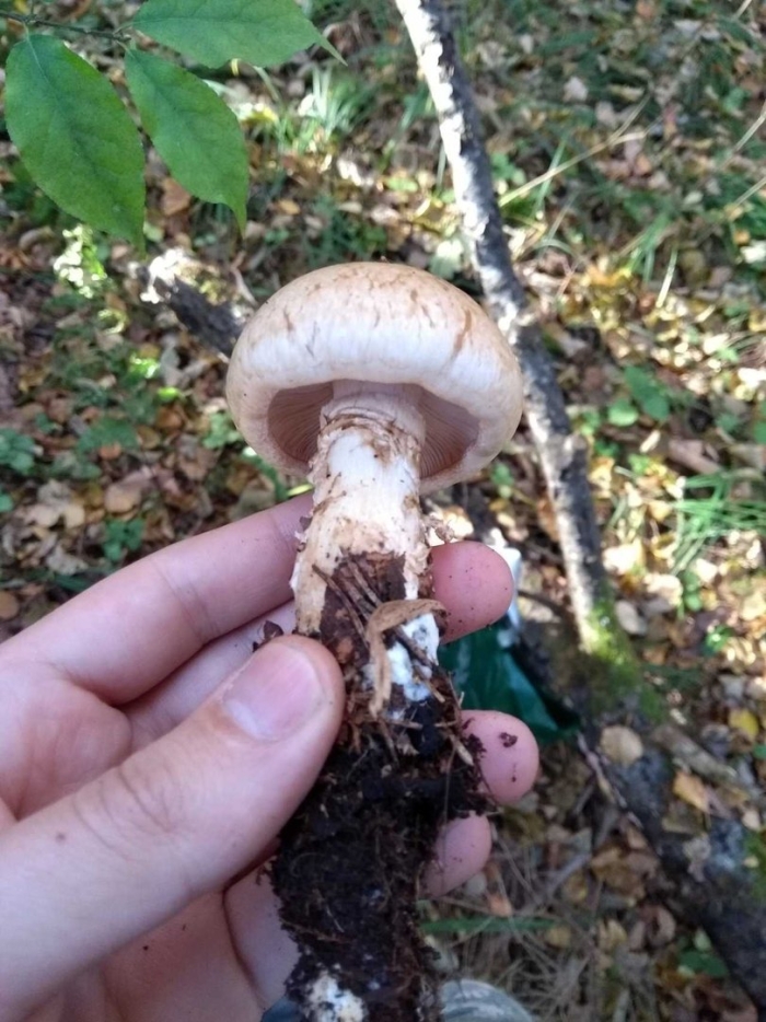 Паутинник желтый съедобный