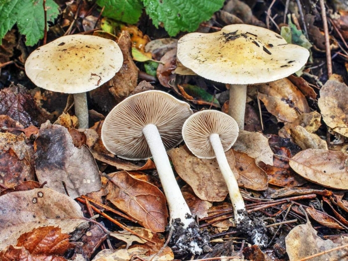 Гебелома клейкая валуй ложный