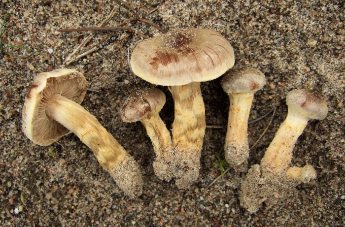 Волоконница сине-зеленая гриб