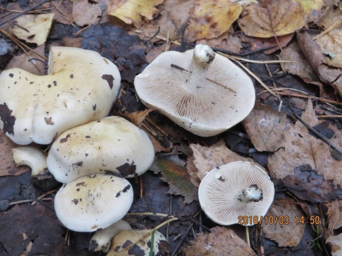 Подгруздок russula adusta