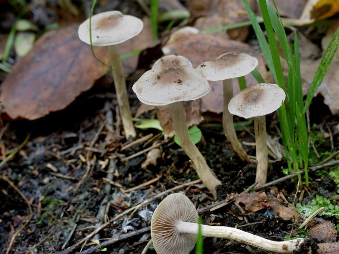 Гебелома углелюбивая