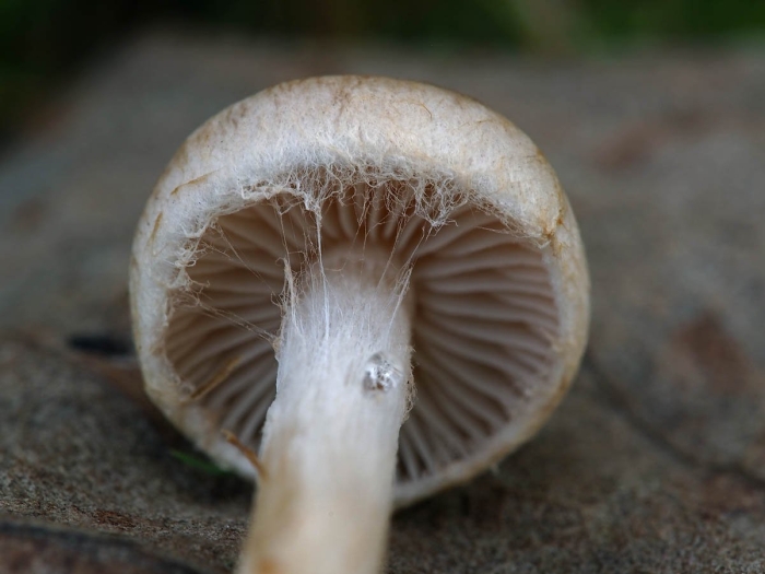 Гебелома дюнная