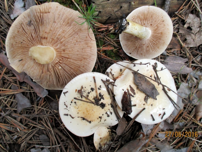 Гебелома клейкая валуй ложный