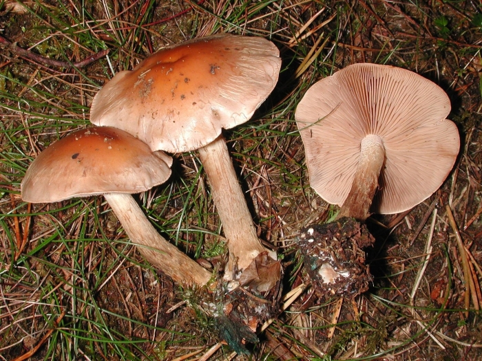Паутинник cortinarius torvus