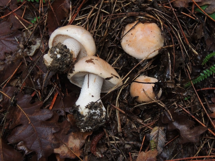 Гебелома клейкая