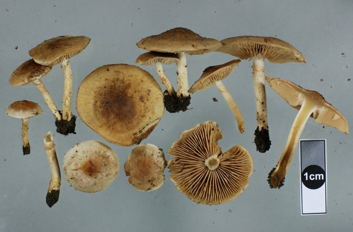Inocybe aeruginascens