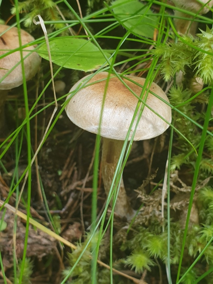 Подберезовик белый болотный